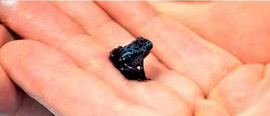 世界10大最致命生物 眼镜蛇都弱爆了