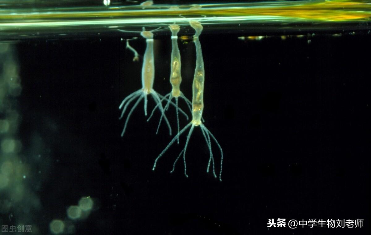 人教版八年级生物上册知识点速览