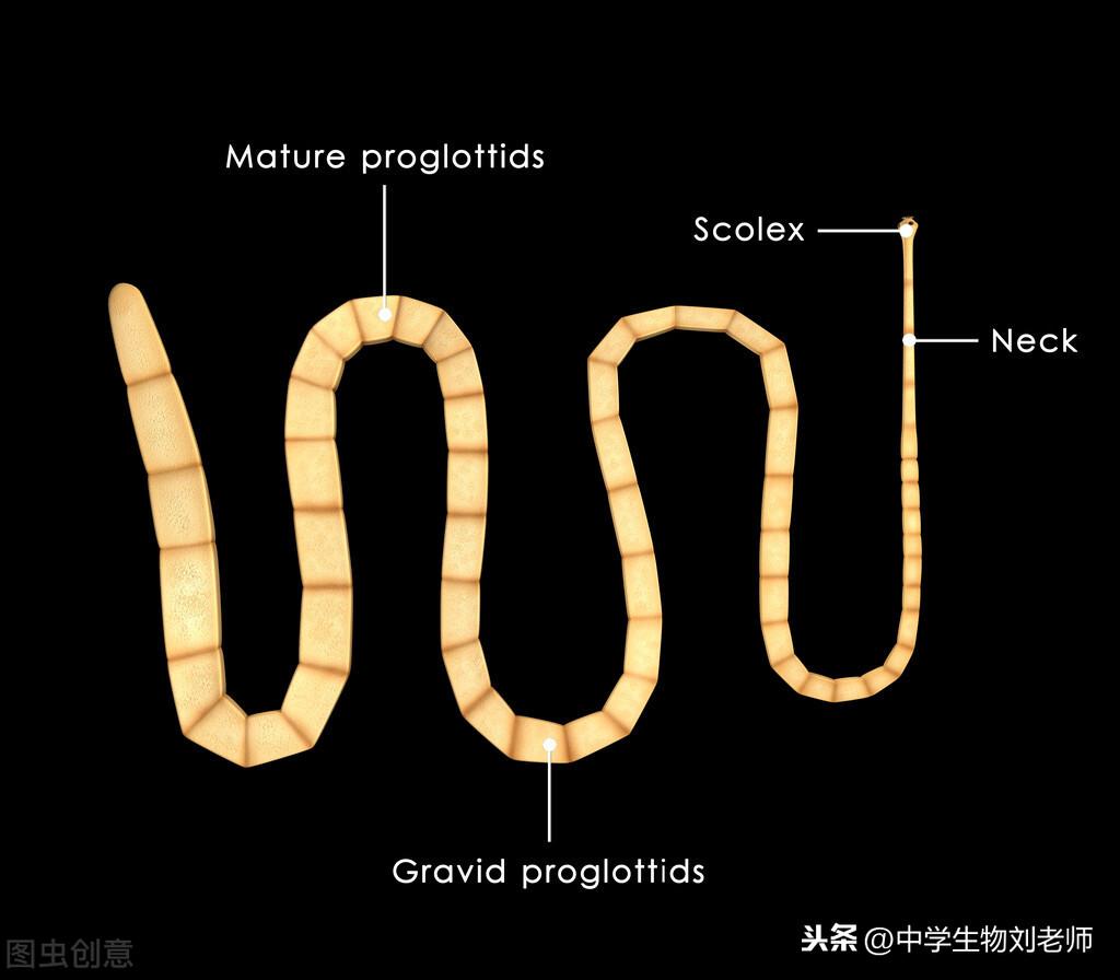 原生生物蛔虫是什么虫_蛔虫是原生生物吗_原生生物蛔虫是什么意思