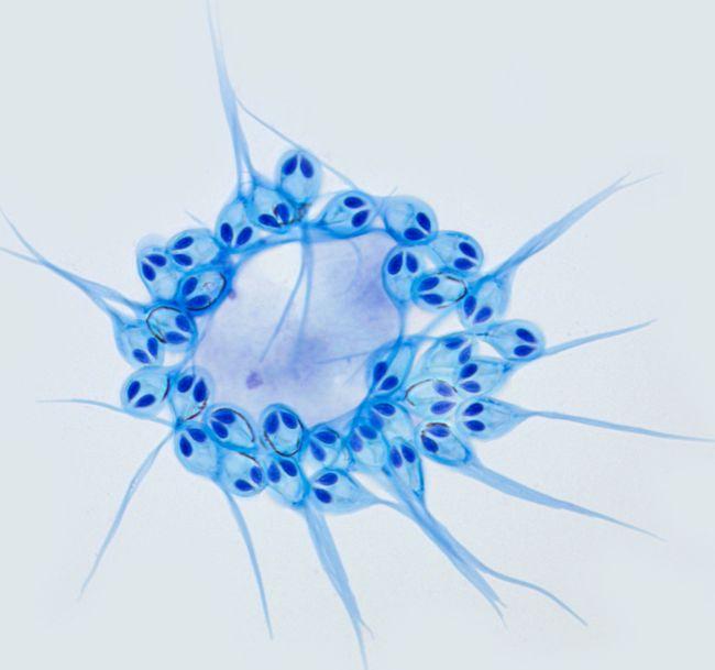 不能呼吸的生物_呼吸生物思维导图_呼吸生物题