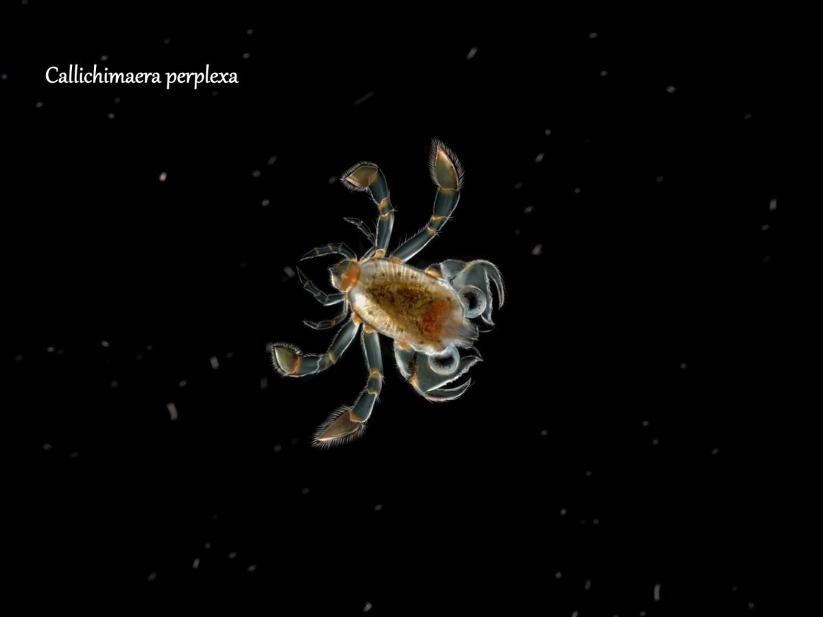 在夜间“潜入”深水，探索海洋古生物的绚丽