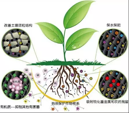 碳基生物的意思：探究地球上生命的基础