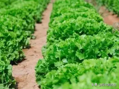 生物菌价格是多少_生物菌种价格_生物菌剂的价格