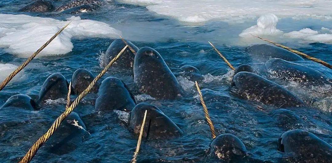 目前发现的海洋生物有多少种_海洋生物种目前发现有多少_海洋生物种目前发现有多少种
