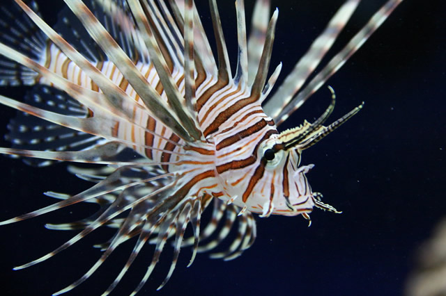 危险的海洋生物_海底危险动物_海底最危险的生物