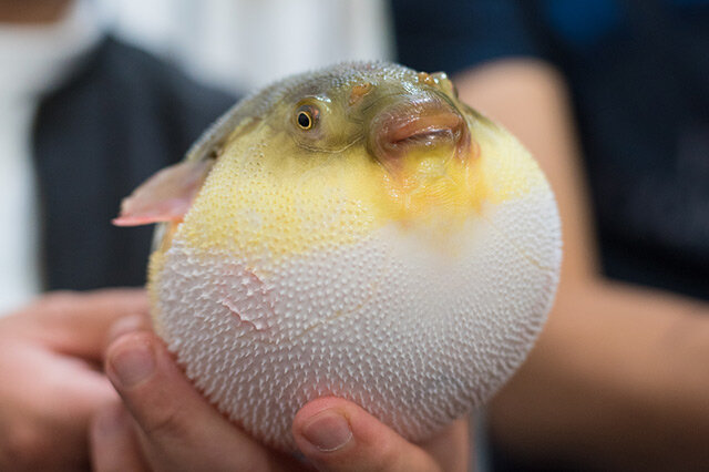 海底最危险的生物_危险的海洋生物_海底危险动物