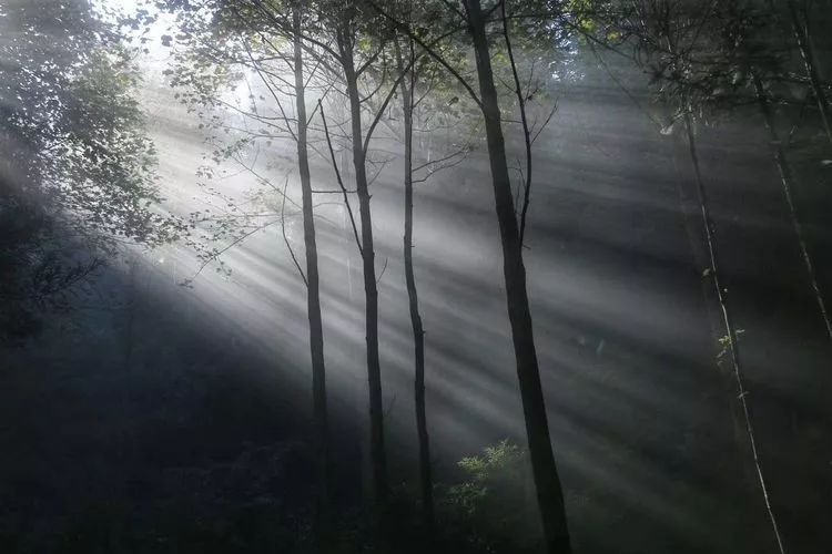 白狐的生活地区的气候特征_白狐生存在哪里_白狐生活的地方