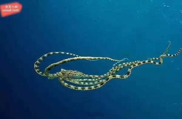 16种海洋深处的怪异动物