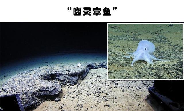 深海奥秘：人类在深海世界，所发现的5大奇异生物