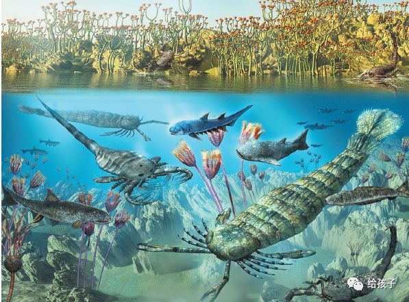 奥陶纪典型生物化石_奥陶纪最大的生物_奥陶纪生物大辐射