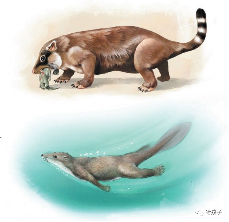 奥陶纪最大的生物_奥陶纪生物大辐射_奥陶纪典型生物化石