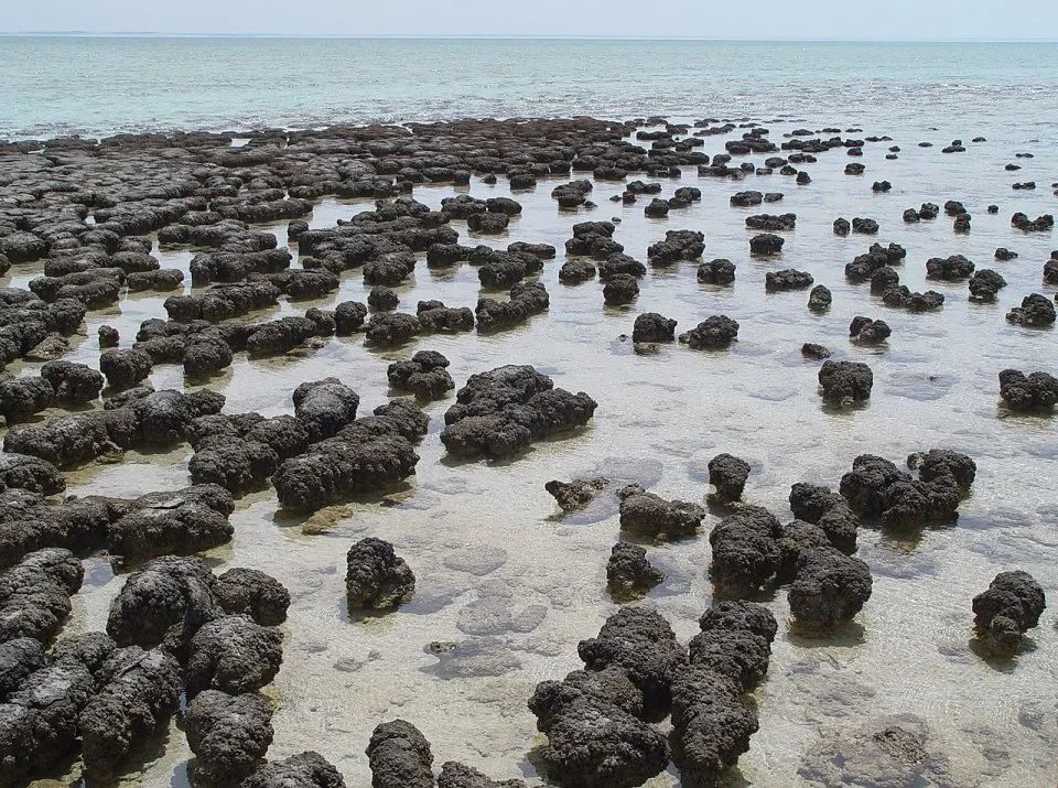 地球第一个生物是什么_地球生物是什么意思_地球生物是外星人造的吗