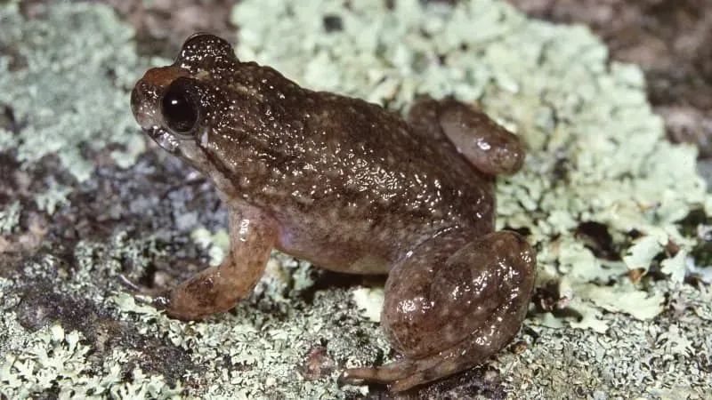 所有灭绝生物都给我看一遍_每天物种灭绝的速度_每天有多少种生物灭绝
