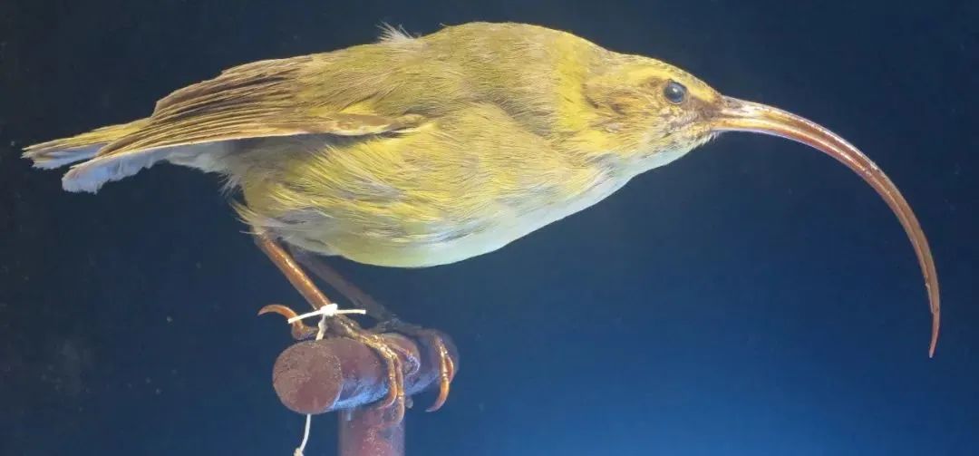 每天有多少种生物灭绝_所有灭绝生物都给我看一遍_每天物种灭绝的速度
