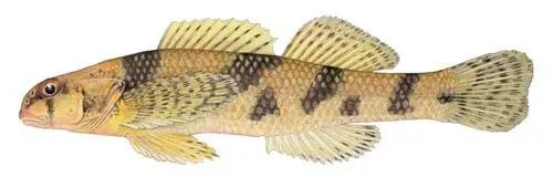 所有灭绝生物都给我看一遍_每天物种灭绝的速度_每天有多少种生物灭绝