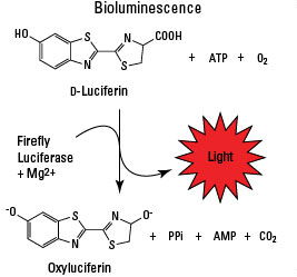 生物发光成像Bioluminescence