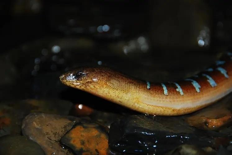 山是不是生物_生物是人类吗_生物是一门