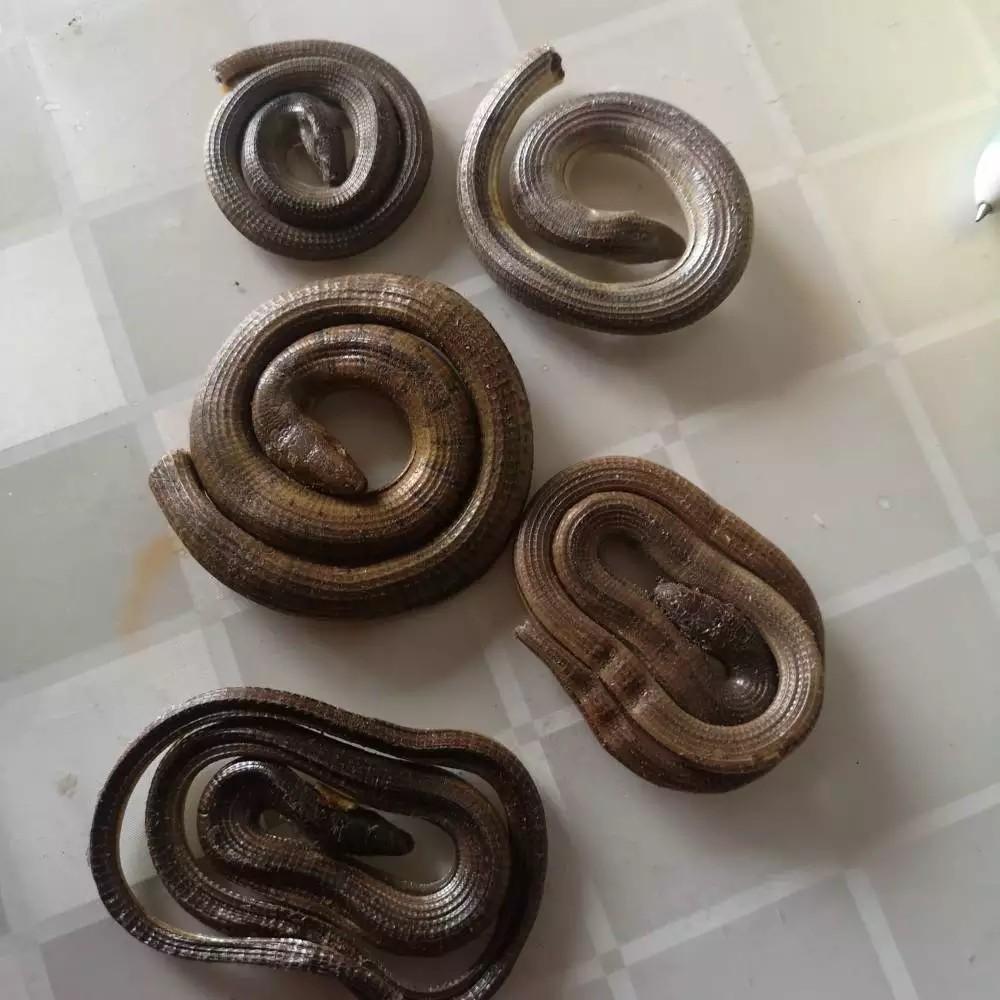 生物是一门_生物是人类吗_山是不是生物