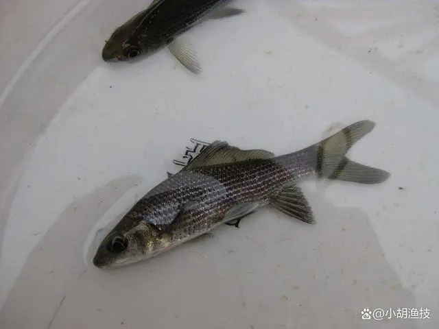 动植物的奇闻轶事_动植物奇闻趣事_动植物奇闻