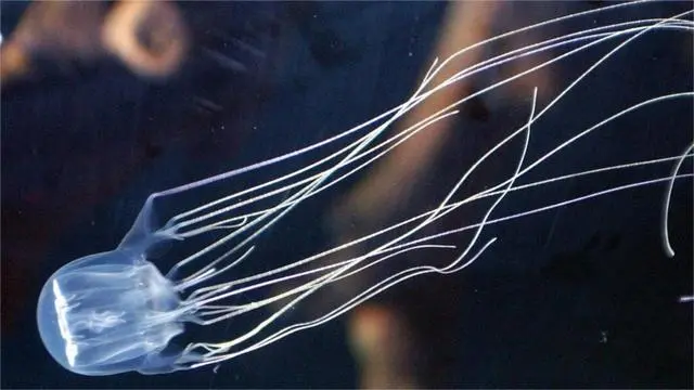 世界上最危险的 10 种海洋生物