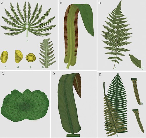 三叠纪末生物大灭绝事件：真蕨植物如何应对