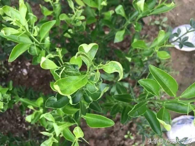 枯枝败叶清理_枯枝败叶是生物吗_植物枯枝败叶有效利用方法