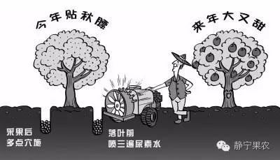 【施肥】苹果及时“贴秋膘”全年减肥又增效