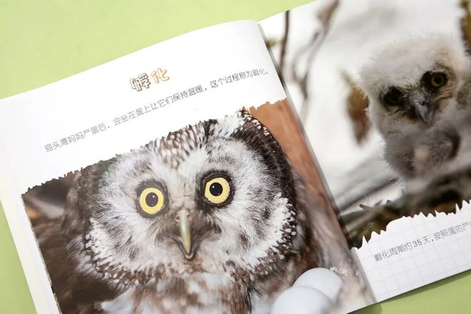 有关于企鹅的知识_企鹅知识科普_企鹅知识