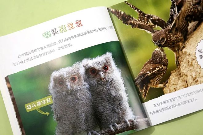 有关于企鹅的知识_企鹅知识_企鹅知识科普