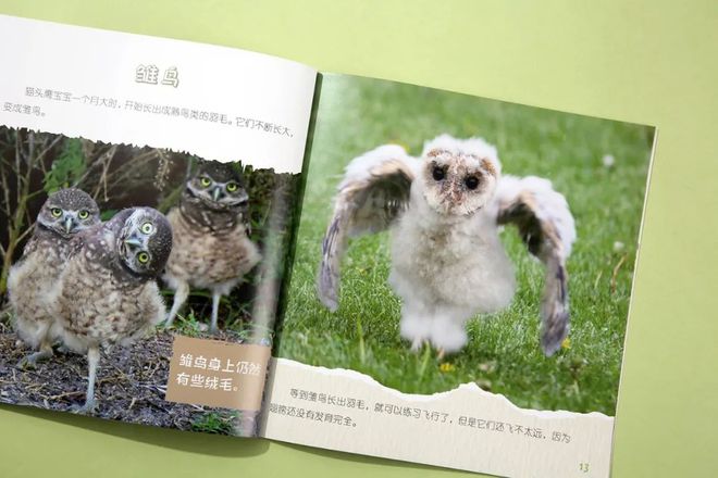 企鹅知识科普_有关于企鹅的知识_企鹅知识