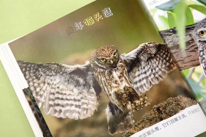 企鹅知识科普_有关于企鹅的知识_企鹅知识