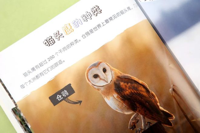 企鹅知识科普_企鹅知识_有关于企鹅的知识