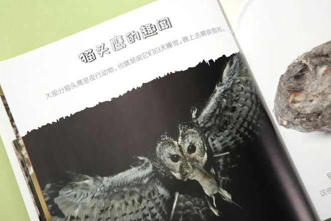 企鹅知识_企鹅知识科普_有关于企鹅的知识