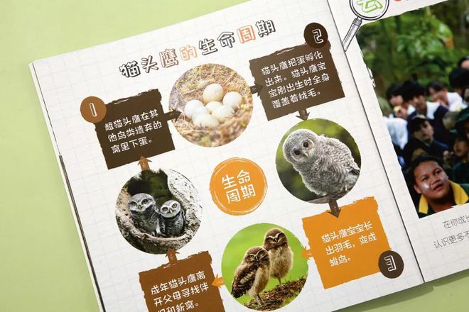 企鹅知识科普_企鹅知识_有关于企鹅的知识
