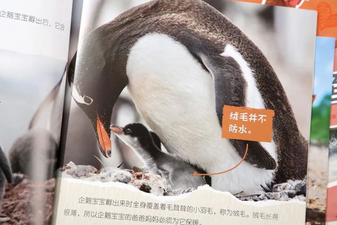 有关于企鹅的知识_企鹅知识科普_企鹅知识