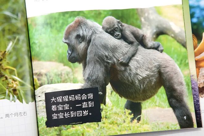 企鹅知识科普_有关于企鹅的知识_企鹅知识