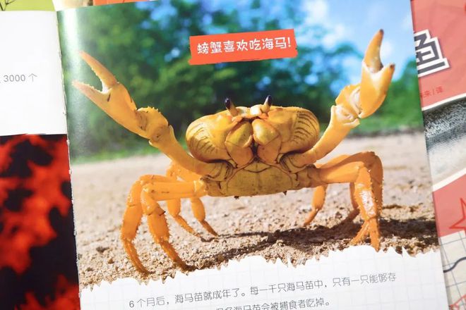 企鹅知识_有关于企鹅的知识_企鹅知识科普