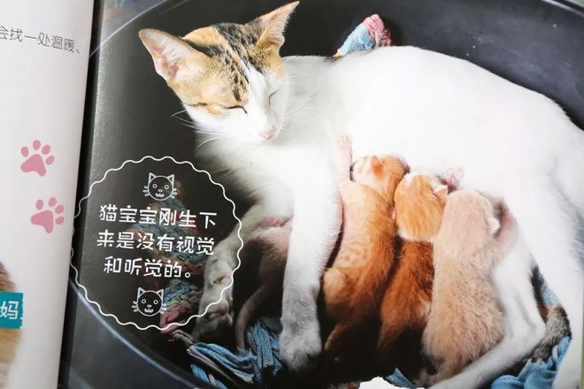 企鹅知识科普_有关于企鹅的知识_企鹅知识