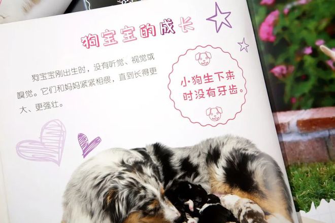 有关于企鹅的知识_企鹅知识科普_企鹅知识