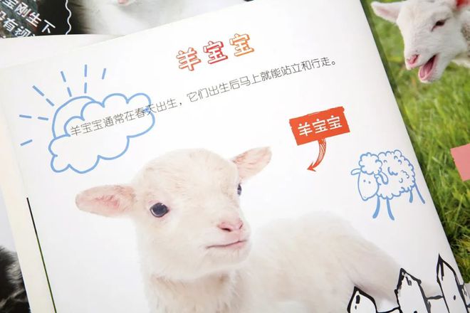 企鹅知识科普_有关于企鹅的知识_企鹅知识