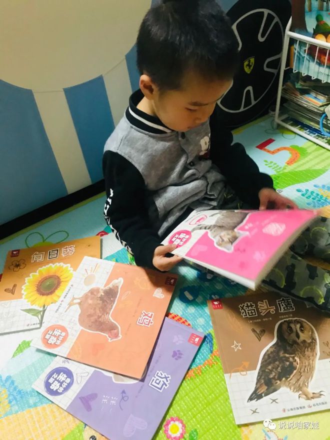 企鹅知识科普_企鹅知识_有关于企鹅的知识