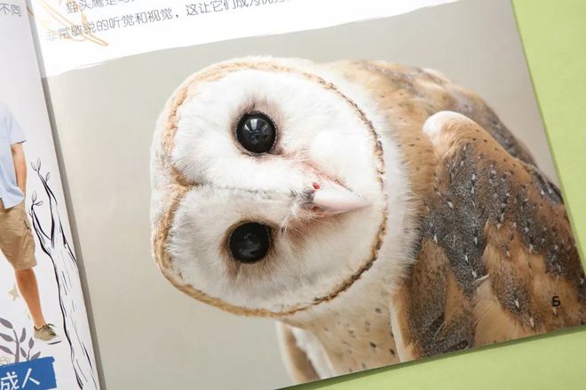 企鹅知识_企鹅知识科普_有关于企鹅的知识