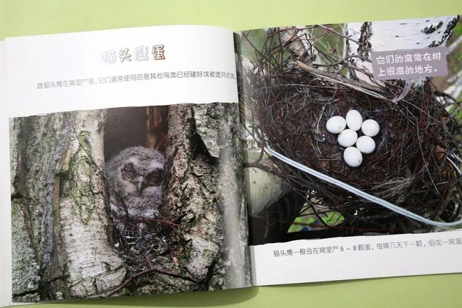 企鹅知识_有关于企鹅的知识_企鹅知识科普