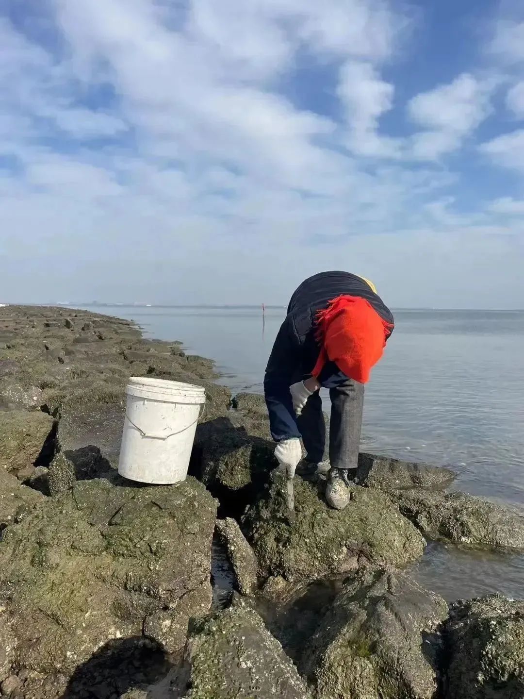 赶海发现奇怪生物_赶海常见的海洋生物_赶海的动物