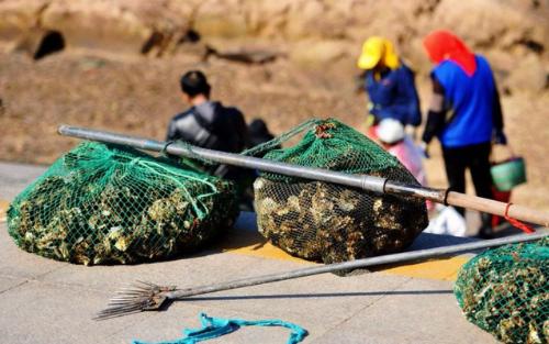 赶海常见的海洋生物_赶海的动物_赶海发现奇怪生物