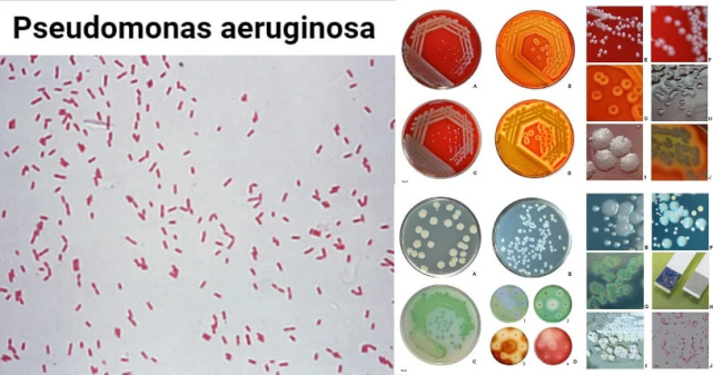 从高分子物理到合成生物学的跨界学者：生命科学急需抽象的数学定理丨专访金帆