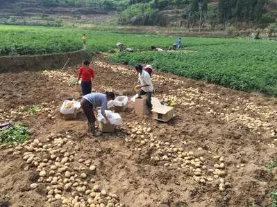 农作物生物灾害有哪些_灾害作物农生物有哪些种类_农作物灾害险