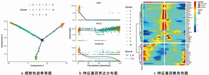 单细胞生物可以分化吗_分化的细胞能不能再分化_分化后的细胞能生长吗