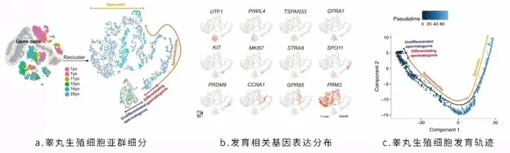 分化的细胞能不能再分化_分化后的细胞能生长吗_单细胞生物可以分化吗