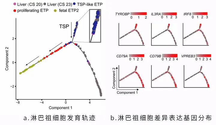 分化后的细胞能生长吗_单细胞生物可以分化吗_分化的细胞能不能再分化